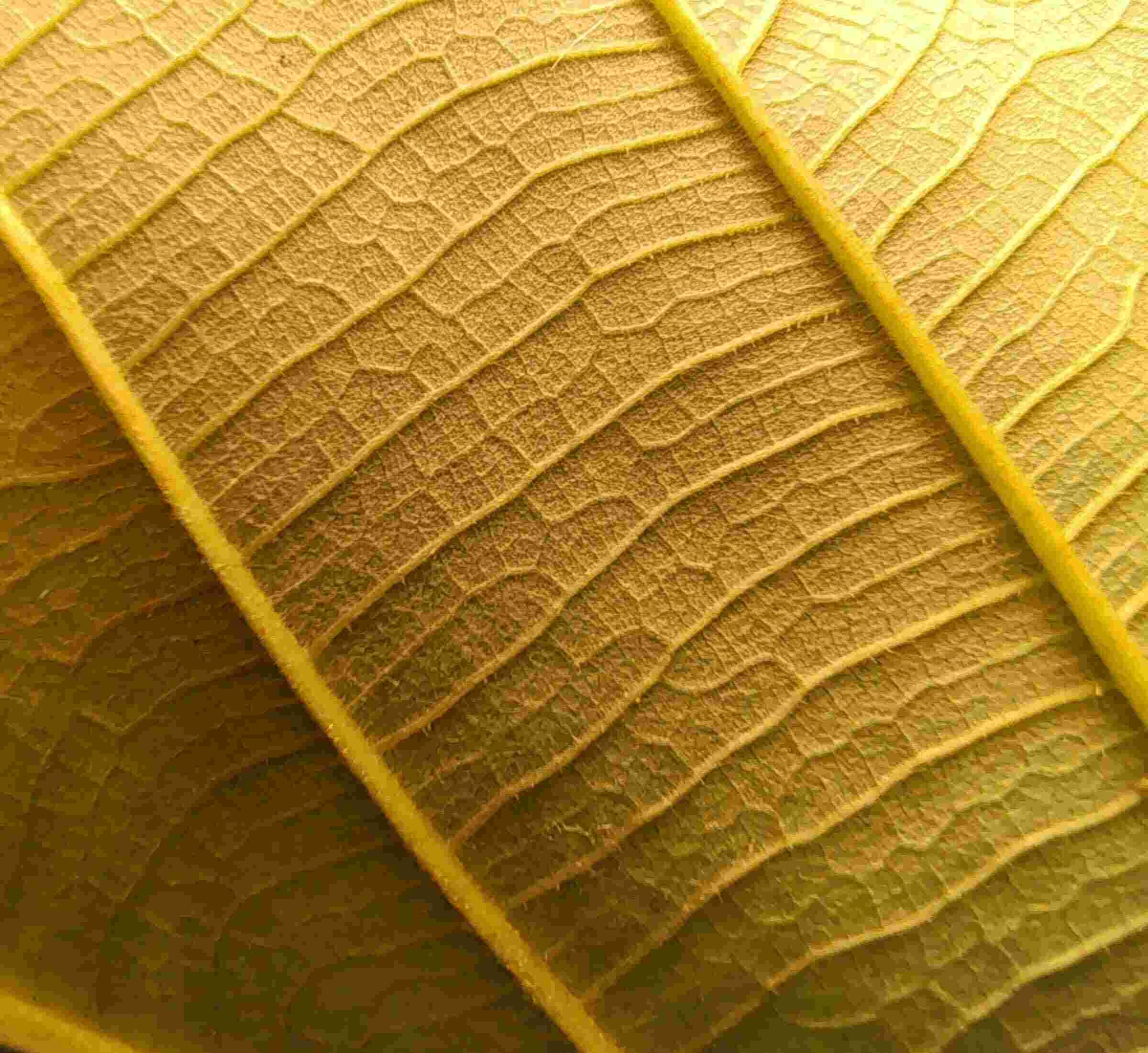 Get down to the fine details with a macro lens for close-ups.