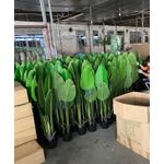 product_image_name-Generic-Artificial Bird of Paradise Plant - 180cm  - Green-4