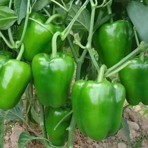 Extra Large Bell Pepper Sweet Pepper