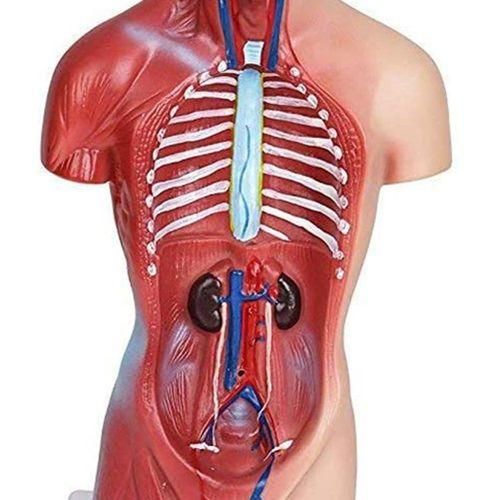 product_image_name-Generic-Anatomy Model 11 Inch Human Torso Body Heart Brain Skeleton School Educational Tool-7